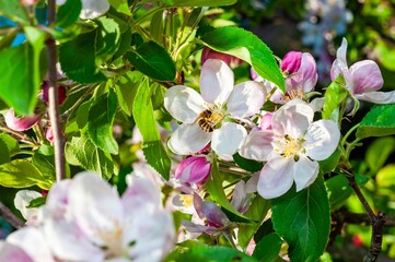 Fototapeta premium A honeybee is busily gathering pollen from the fresh, white blossoms of an apple tree in spring.