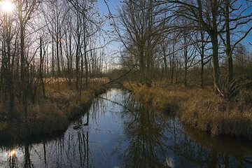 Fototapeta premium Rivulet with bare trees and golden reed under a blue sky in a polder forest in Kruibeke, Flanders, Belgium 