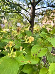 Fototapeta premium Tricyrtis latifolia is native to China and Japan.herbaceous plant in the lily family in the summer garden. Flower background