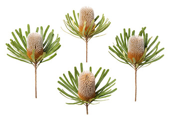 Banksia flower blossom exotic australian native plant floral element