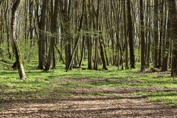 Fresh green vegetation in a deciduous spring forest.