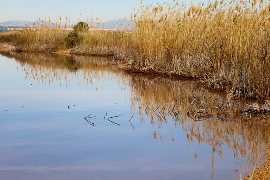 The Pink lake in Saltwater Lagoon in Parque Natural de las Salinas de Torrevieja