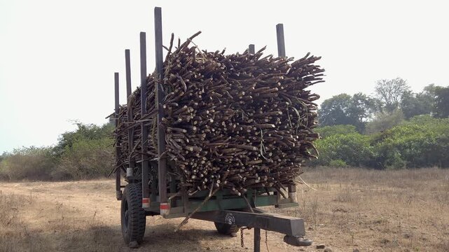 A tractor-pulled trolley is stacked high with freshly cut sugarcane stalks, prepared for transport. this essential logistics step moves the raw crop from rural harvest sites to mills for industrial su