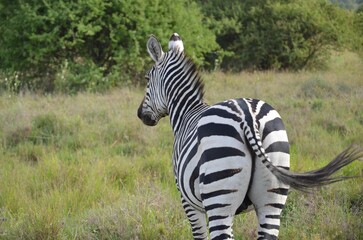 zebra in the grass © Lucia