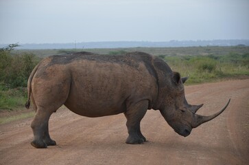 Fototapeta premium rhino in the wild