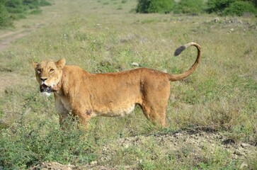 Obraz premium lioness in freedom