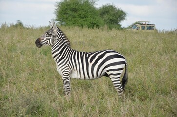Obraz premium zebra in the wild