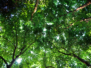 Fototapeta premium Forest Canopy View Looking Up Through Green Tree Branches and Leaves with Sunlight