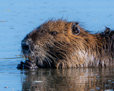 Invasive Nutria Rodent in Florida