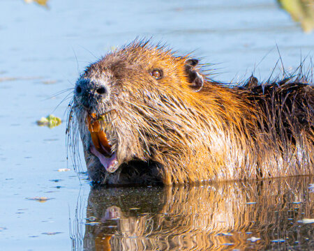 Invasive Nutria Rodent in Florida