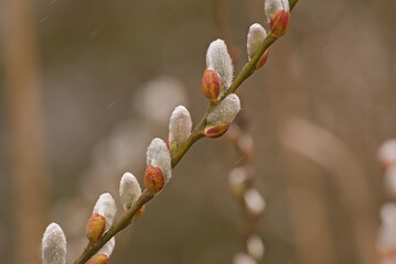 branch with hairy white catkins of a grey willow tree. closeup of the fluffy white catkins of a grey willow tree - selective focus with bokeh background - Salix cinerea 