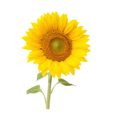 Obraz premium Radiant Yellow Sunflower in Full Bloom Isolated on a Pure Black Background