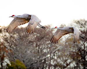 Fototapeta premium Sandhill crane couples in Florida