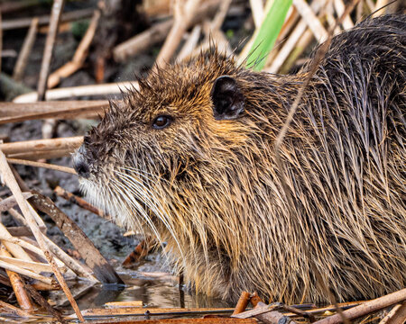 Close up of an invasive nutria rodent in Florida