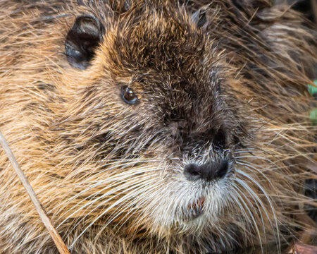 Close up of an invasive nutria rodent in Florida