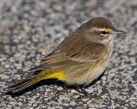 Close up of a Palm Warbler