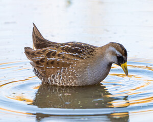 Fototapeta premium Sora rail foraging in a Florida marsh