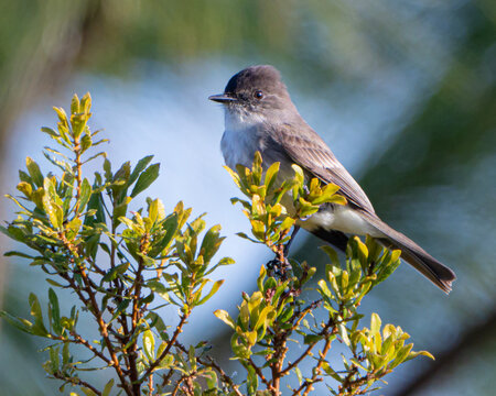 Eastern Phoebe perched on a branch