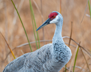 Fototapeta premium Sandhill Cranes in Lake Woodruff National Wildlife Refuge in Florida