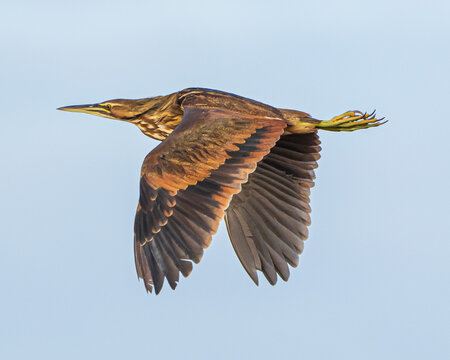 American Bittern in a Florida Marsh