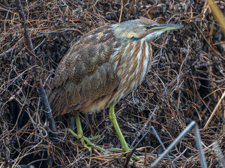 American Bittern in a Florida Marsh