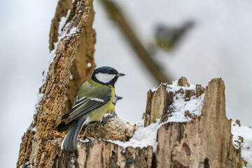 Great tit on a snow-covered tree stump in winter © Michal Plevko