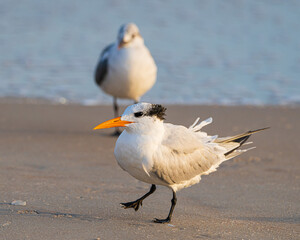 Obraz premium Close-up of a royal tern