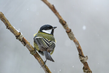 Great tit perched on a branch in winter © Michal Plevko