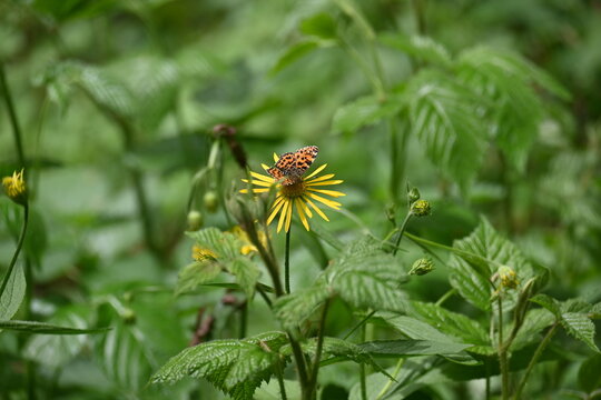 Colorful butterfly foraging on yellow inula flower in early summer.
