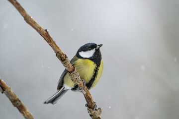 Great tit perched on a branch in winter © Michal Plevko