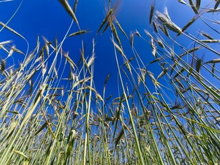 klasje jecma u polju © Ljiljana