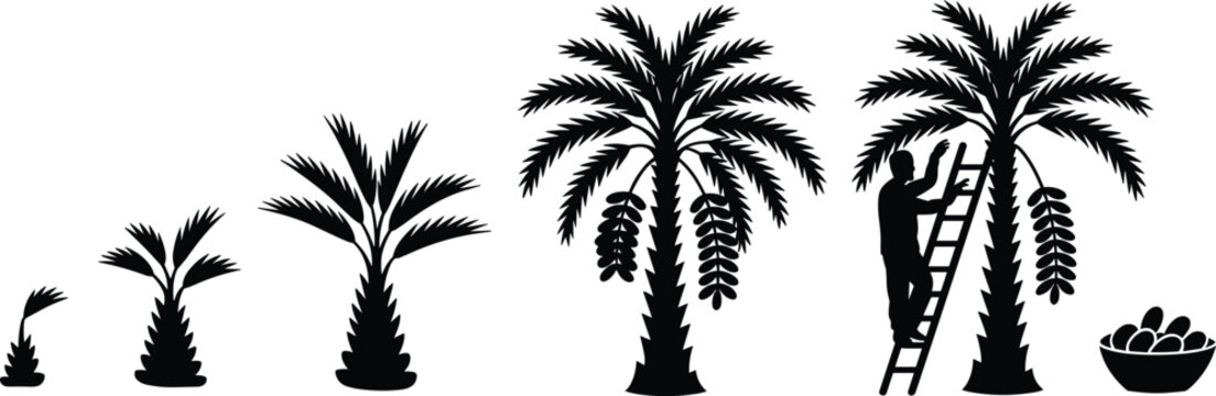 date palm tree growth stages, harvesting process, farmer climbing ladder, agriculture lifecycle silh