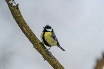Great tit perched on a branch in winter © Michal Plevko
