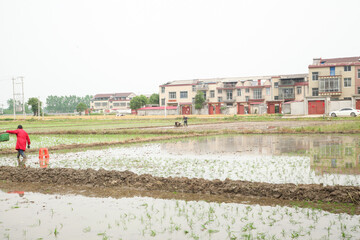 Fototapeta premium Spring Rice Planting Season - Farmers Sowing Seedlings in Flooded Paddies During Agricultural Labor Day