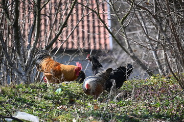 petao i koke u travi © Ljiljana