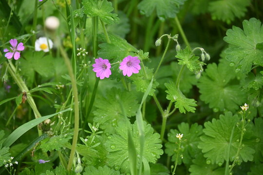dva krupna ljubicasta cveta u travi