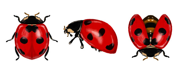 Set of illustration of a ladybug red cute isolated hand drawn on transparent background © 7nov.studio
