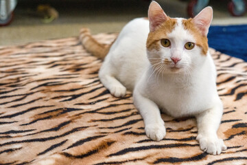 Curious rescue cat watching a colorful hanging toy in a shelter