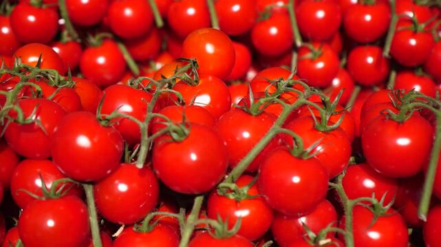 Countless fresh, ripe red cherry tomatoes with green vines create a vibrant full frame background. This detailed close up highlights the concept of fresh produce, organic farming and healthy eating