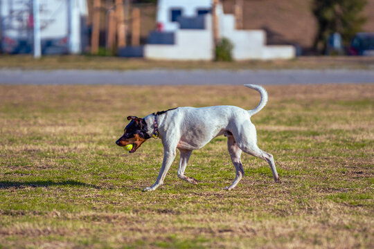 An athletic bodeguero rat terrier runs across a grassy field with a yellow tennis ball in its mouth on a sunny day in the park.