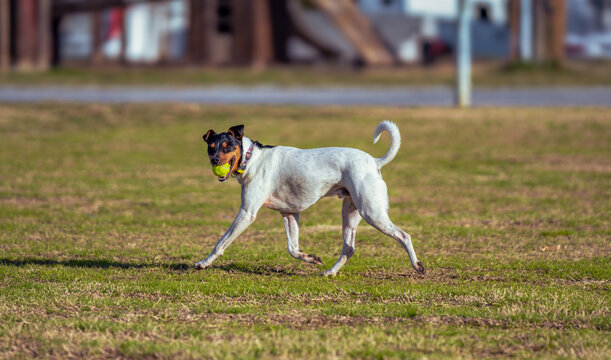 A cheerful tricolor Bodeguero Rat Terrier trots across a sunny green field with a yellow tennis ball in its mouth, looking at the camera.