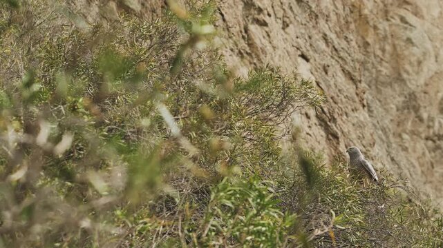Cinereous harrier is perched alertly on a leafy green bush in Patagonia, Argentina