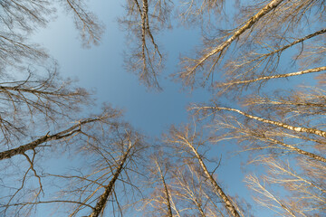 Circular sky opening, winter cold day. Minimal composition with bare tall trunks framing pure blue sky, subtle frost on branches and tranquil stillness in woodland