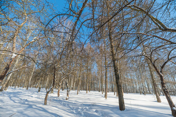 Fototapeta premium Chilly snow scenery. Frosted forest under bright sky. Icecovered trees beneath clear blue dome. Frozen woodland with snow scattered beneath sunny and cloudless sky