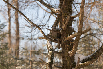Silent pine with bird shelter. Frozen forest scene showcasing cozy bird nesting spot. Chilly winter landscape featuring textured bark and nestled birdhouse amidst snow