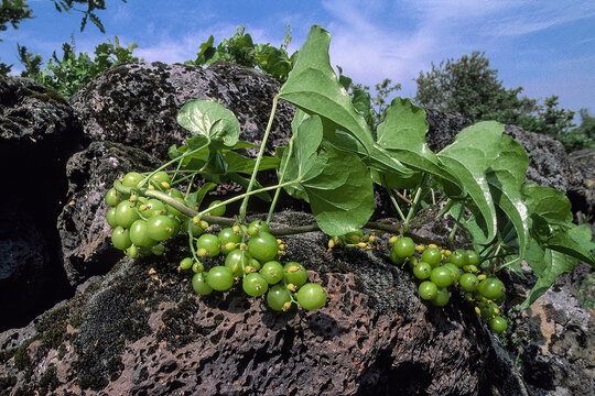 Black Bryony (Dioscorea communis).  Sardinia, Italy.