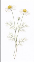 Chamomile matricaria flower detailed watercolour painting front view botanical layout for food label packaging ingredient concept