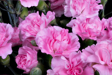 Obraz premium Detailed flower examination. Closeup of pink carnation petals. Analysis highlights petal texture and color variations. Micrographic study uncovers veins and shading in blossoms