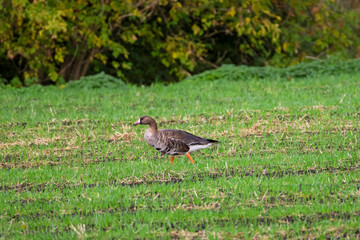 Obraz premium Solitary wild goose walking across lush green agricultural field in autumn. Wild goose walking calmly across fresh grass field, peaceful rural environment, wildlife behavior, nature freedom 