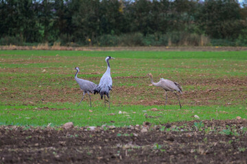 Fototapeta premium Common cranes walking across agricultural field during autumn migration rural landscape. Three cranes walking across cultivated field, calm wildlife behavior, rural countryside, migration, nature 